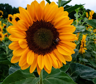 GIRASOL
