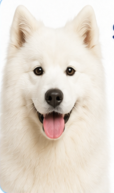 BAÑO Y PELUQUERIA - SAMOYEDO