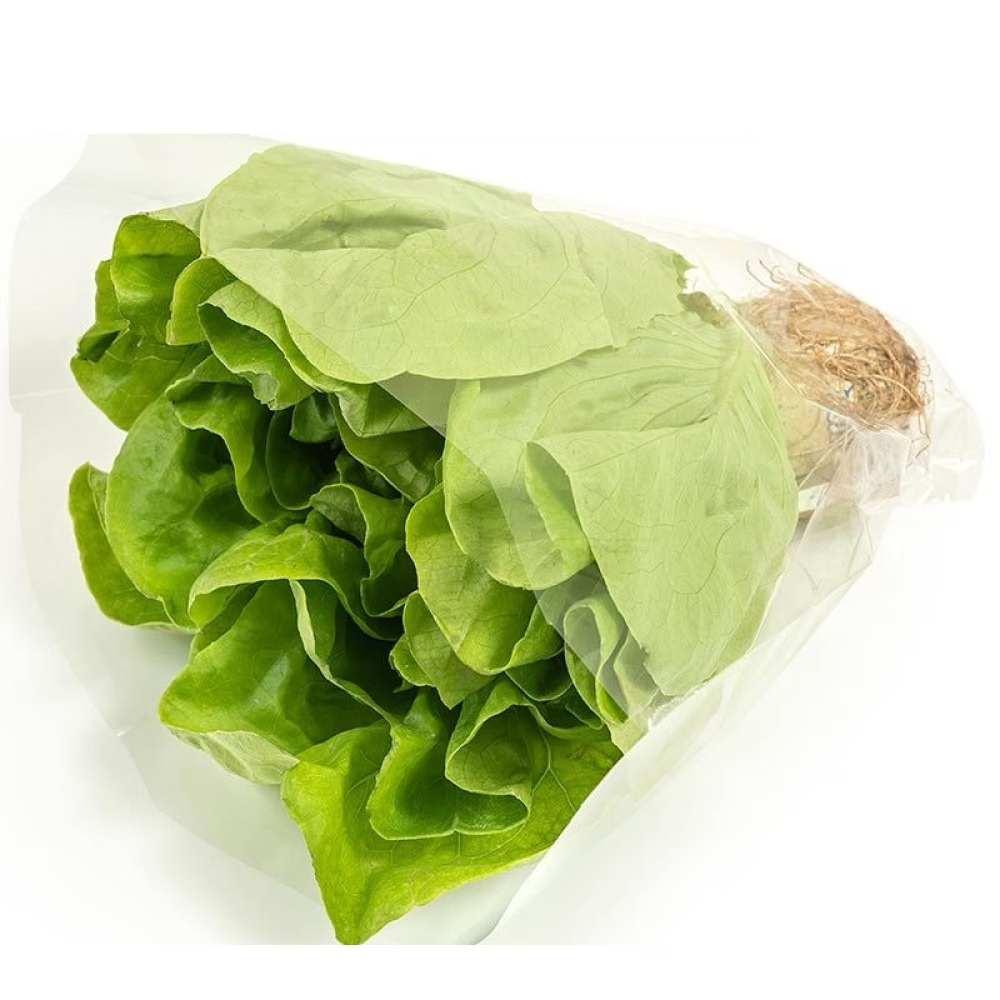 Lechuga Hidroponica