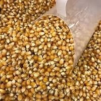 Milho De Pipoca - 100 g