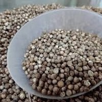Coentro Grao - 100g