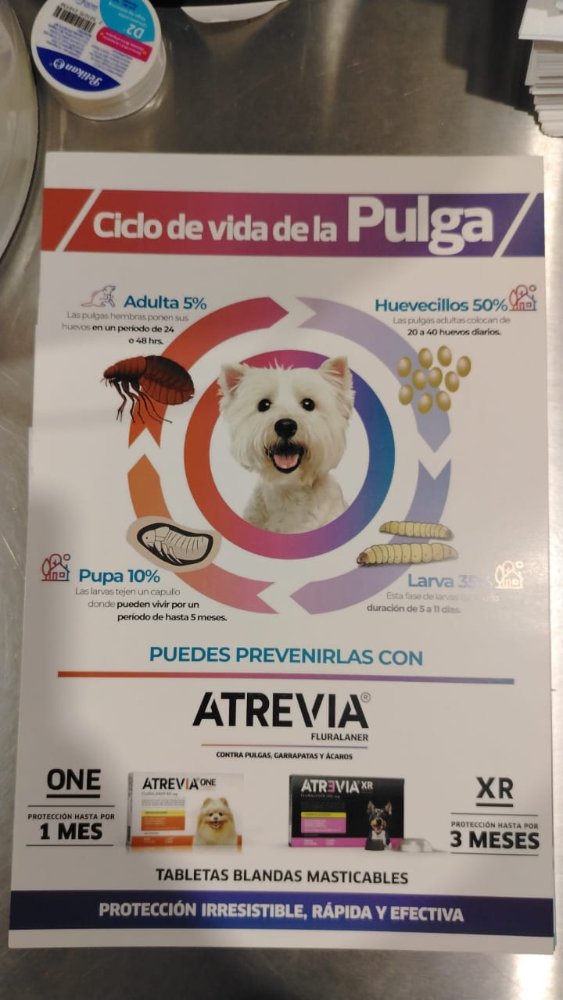 HOJA CICLO DE LA PULGA