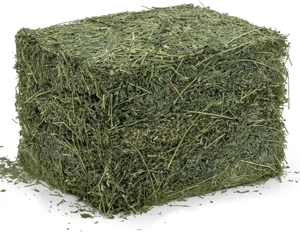 Alfalfa