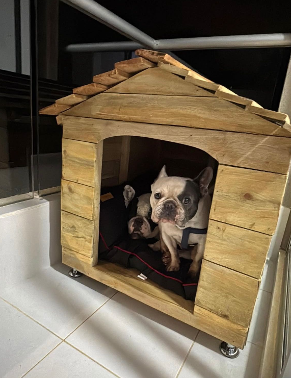 CASA DE PERRO