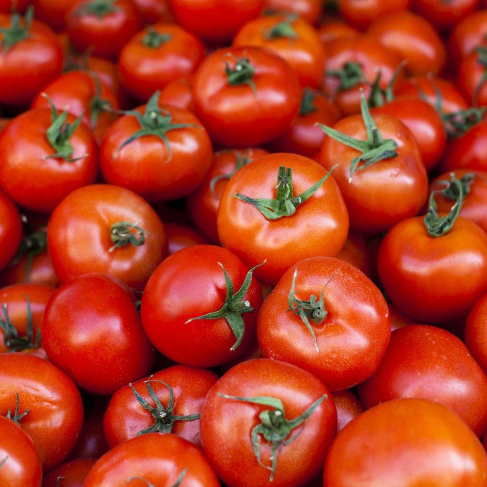 TOMATE MILANO GRANDE