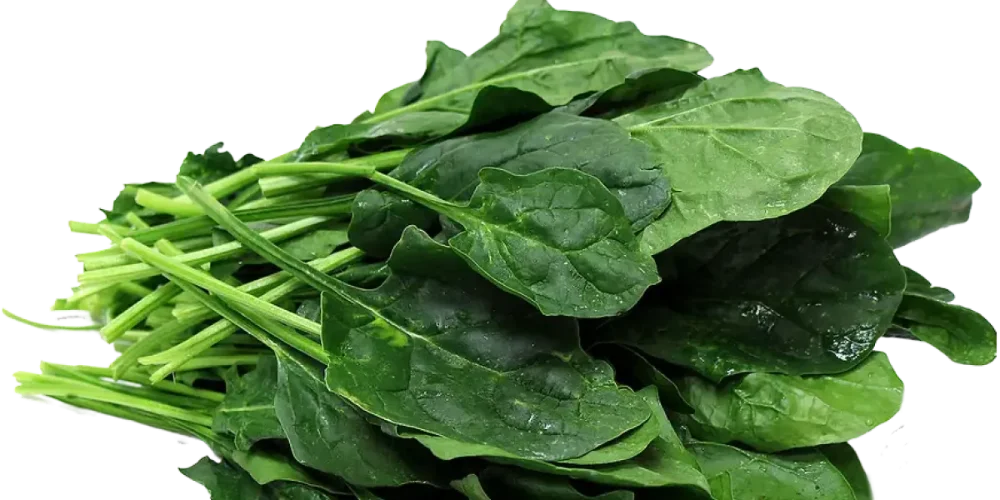 ESPINACA