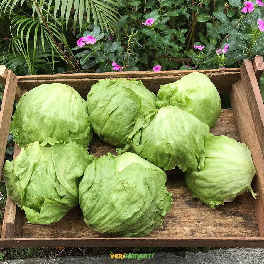LECHUGA BATAVIA