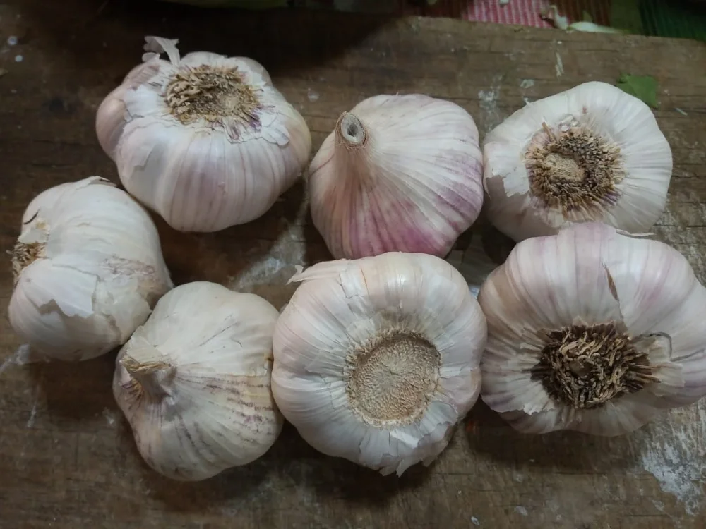 AJO CRIOLLO