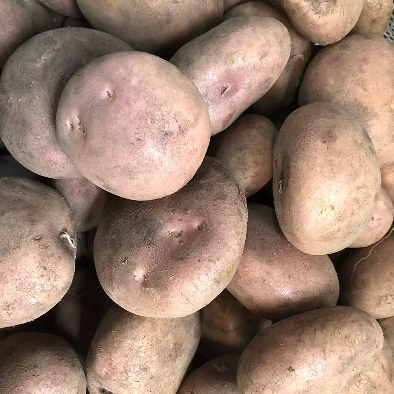 PAPA PASTUSA