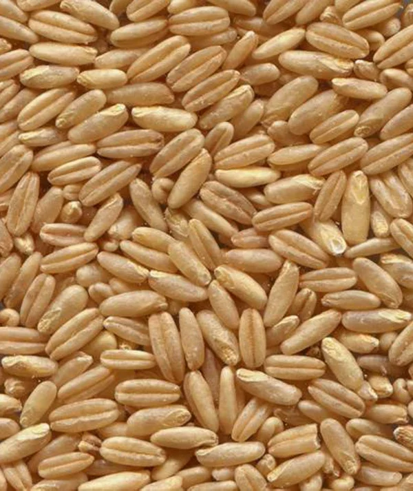 AVENA EN PEPA