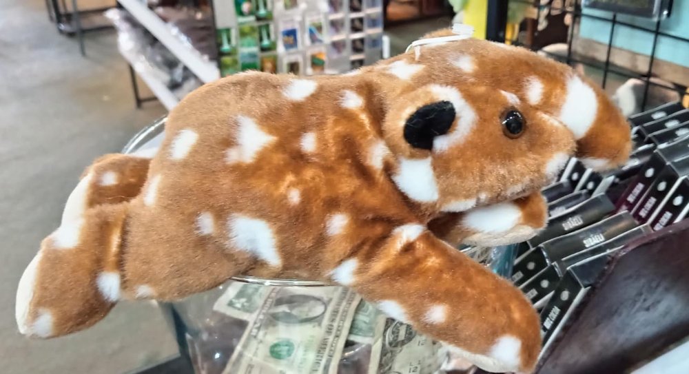 43 Tapir 8