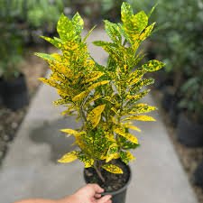 Croto Amarillo