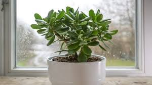 Jade Hembra