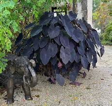 Colacasia Black Coral B14