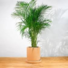 Palma Areca