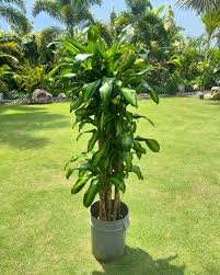 Arbol De Brazil Generico