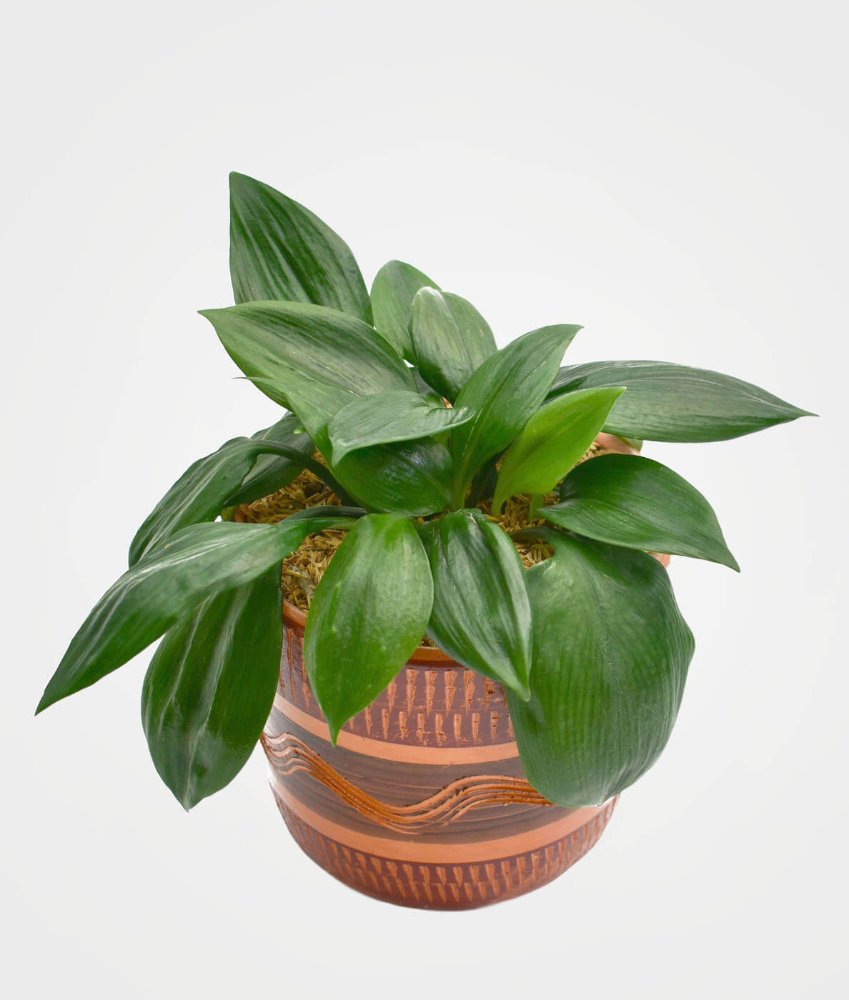 Planta del Billete P-14