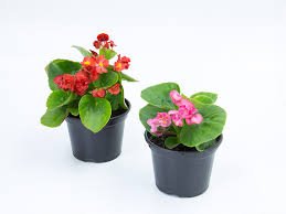 Begonia P-14