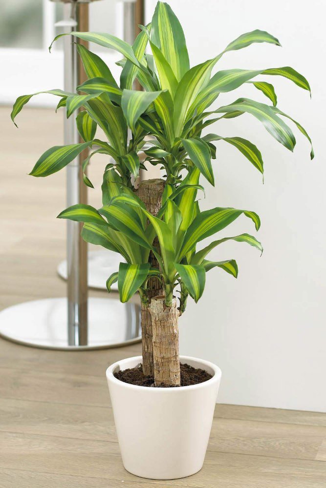 Arbol de Brazil