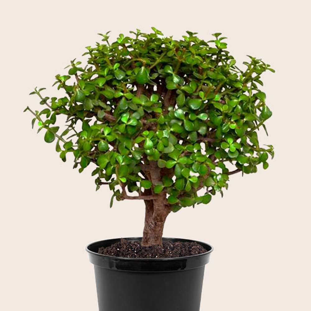 Arbol De La Prosperidad