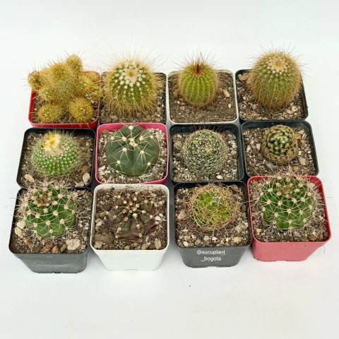 Cactus P7