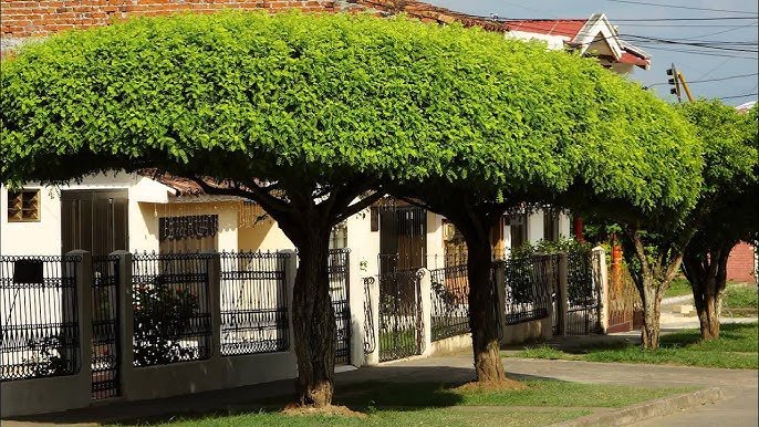 Arbold De Ebano