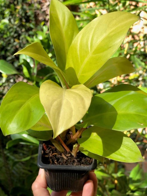 Philoendro Limon P-14