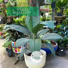 Garza Sensacion