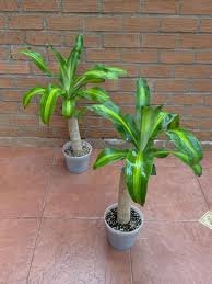 Dracaena Fraganz X3T P14