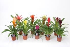 Bromelia Mini P-10
