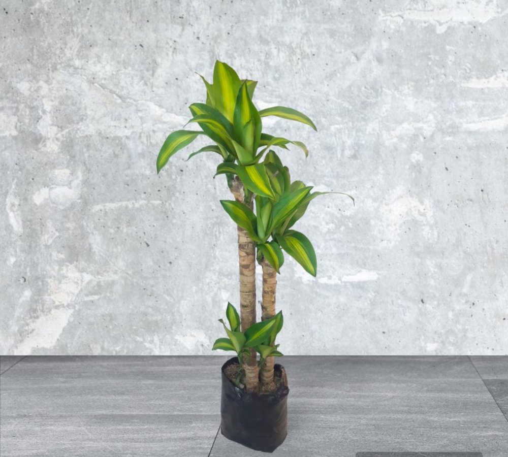 Arbol de la Felicidad