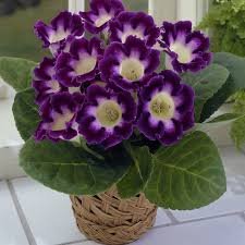 Gloxinia