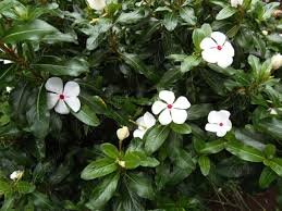 Mariposas