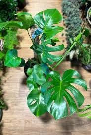 Monstera Verde P-14