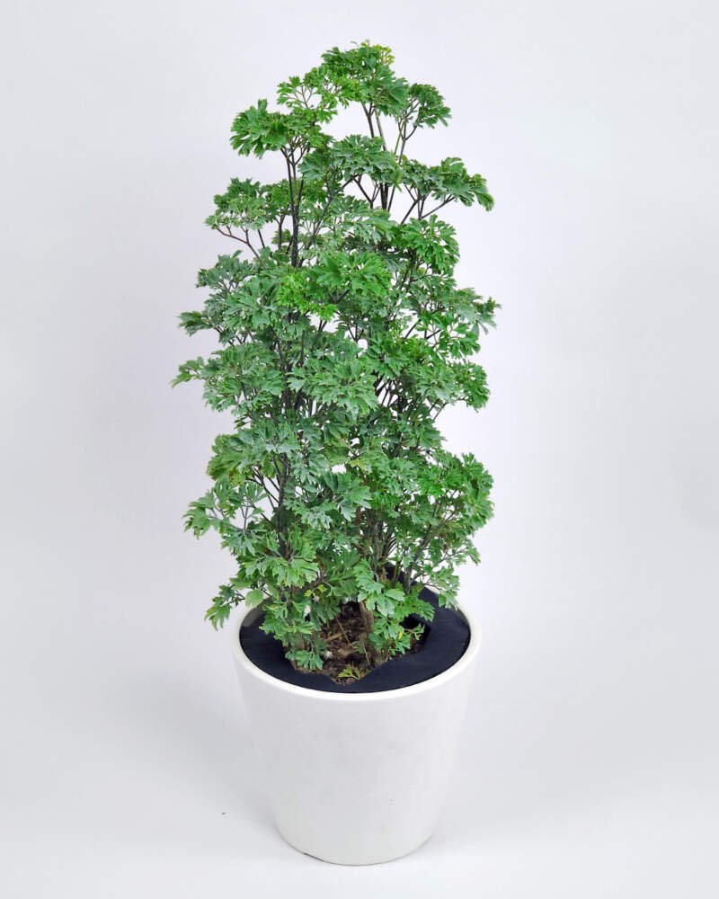 Aralia Perejil