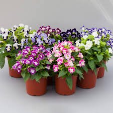 Torenia P-10
