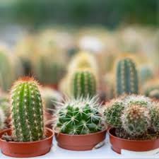 Cactus