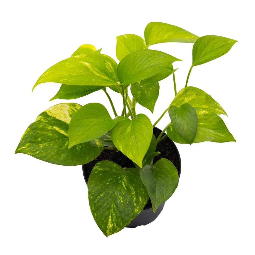Miami Verde P-14