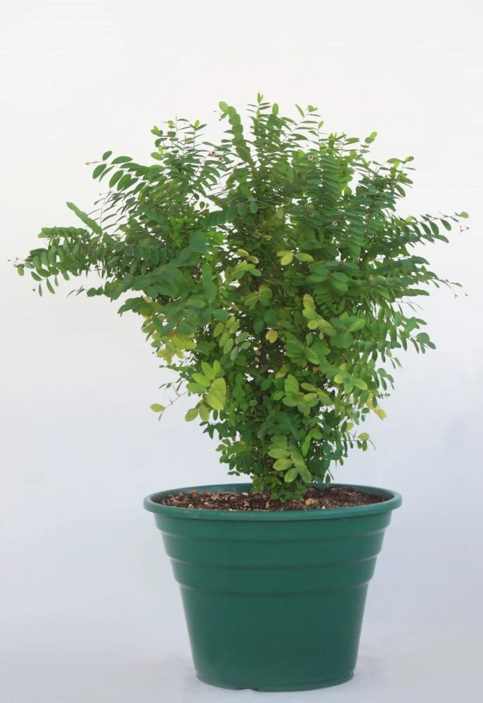 Arbol de la Prosperidad P-14