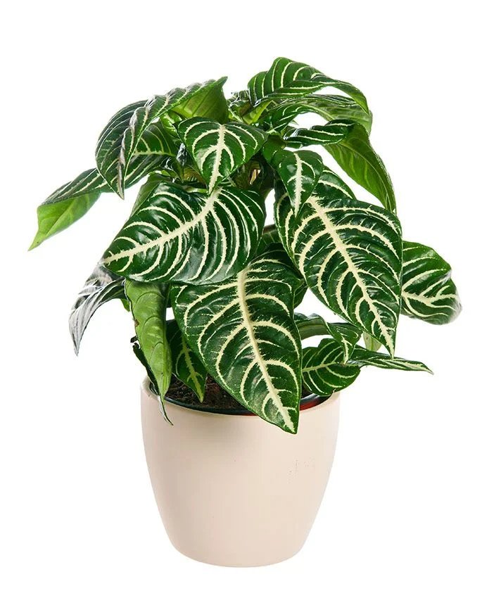 Aphelandra
