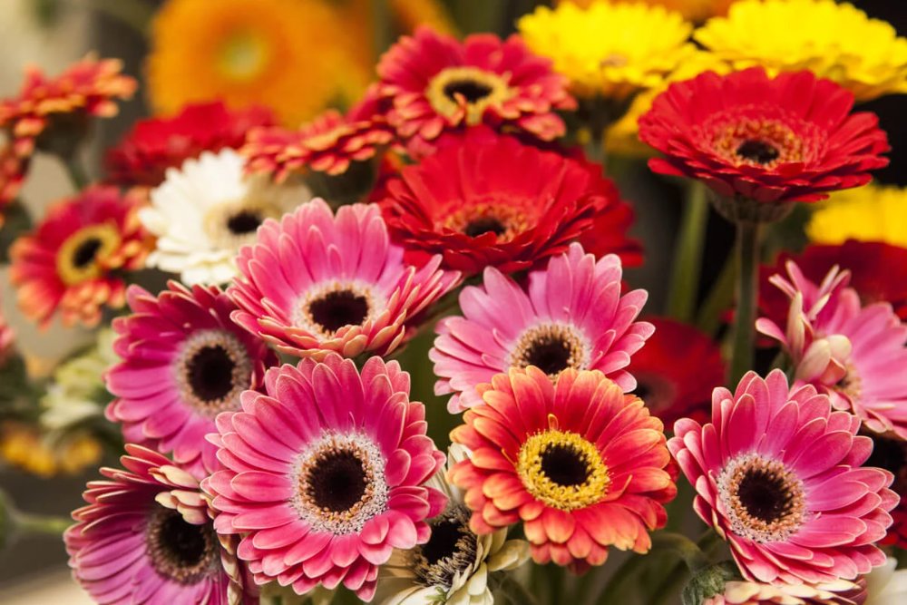 Gerberas