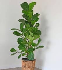 Ficus Pandurata Lyrata