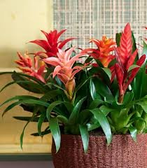 Bromelia Guzmania Y Vriesea P14